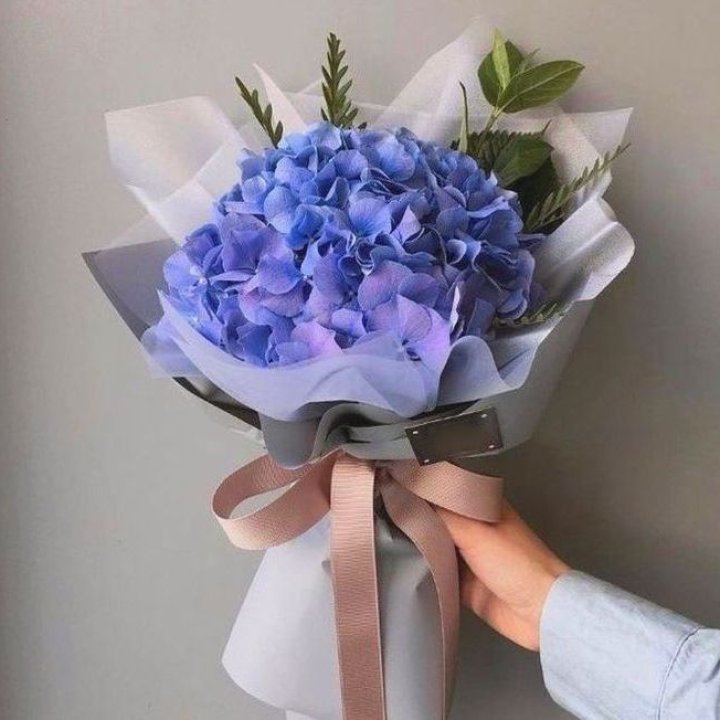 Гортензия голубая в Мурманске