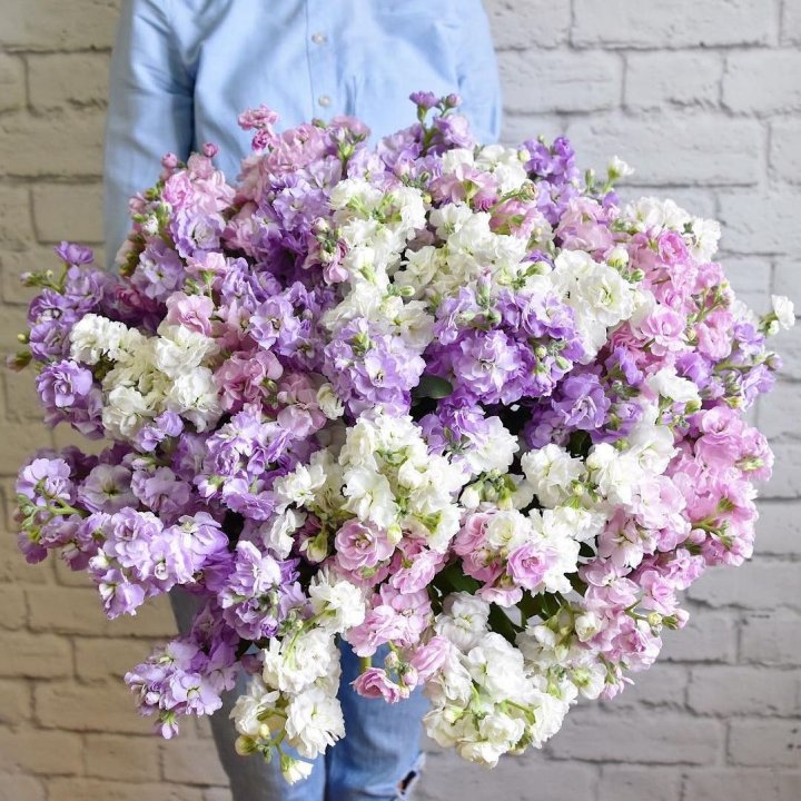 Облако маттиол в Мурманске