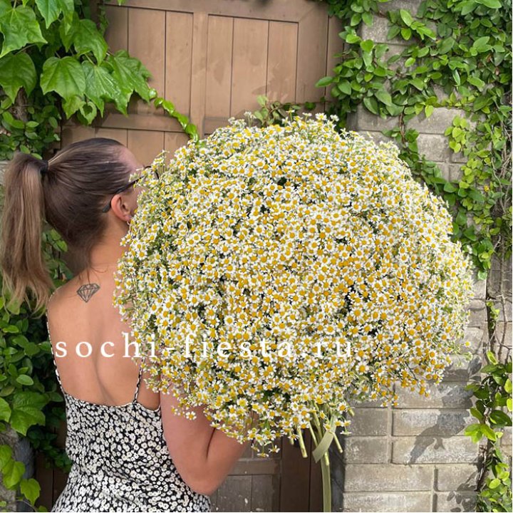 101 ромашка в Мурманске