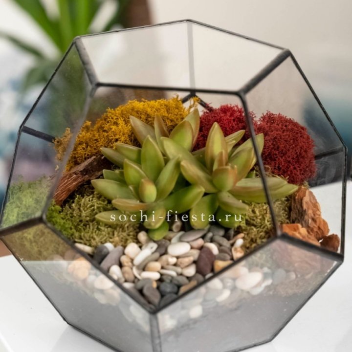 Флорариум “Додекаэдр” с суккулентом Седум в Мурманске