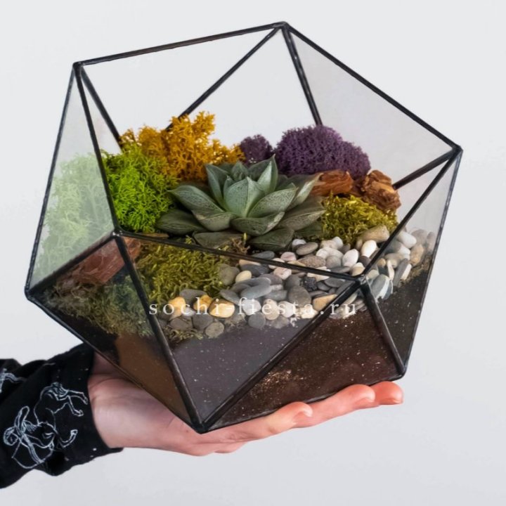 Флорариум “Икосаэдр” с суккулентом Каменная Роза в Мурманске