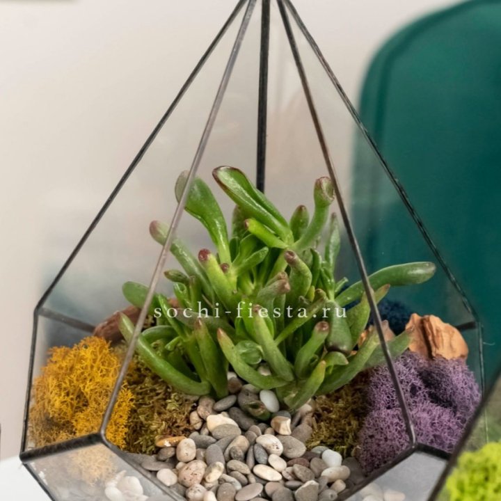 Флорариум “Капля” с суккулентом Крассула Хоббит в Мурманске