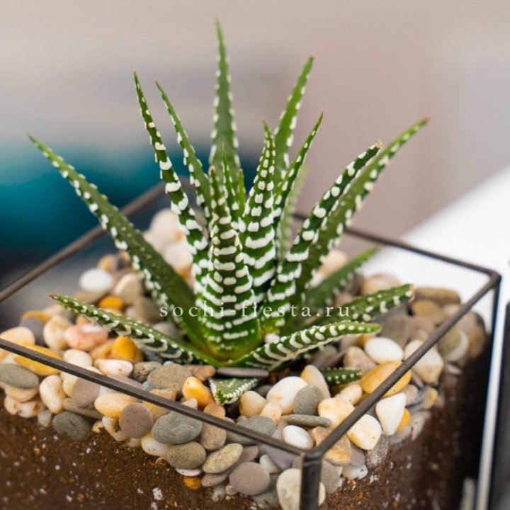 Флорариум Кубик с суккулентом Хавортия в Мурманске