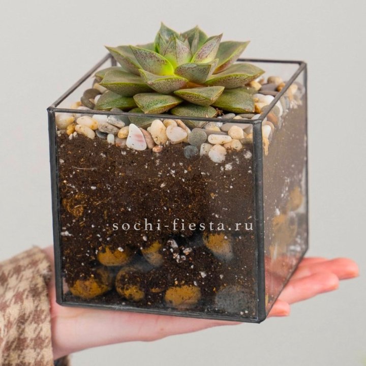 Флорариум Кубик с суккулентом Каменная роза в Мурманске