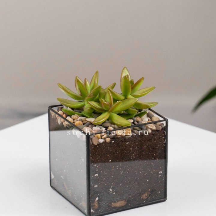 Флорариум Кубик с суккулентом Седум в Мурманске