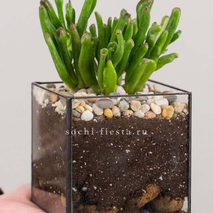 Флорариум Кубик с суккулентом Хоббит в Мурманске