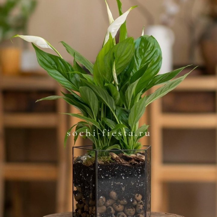 Спатифиллум в кашпо Пятиугольник в Мурманске