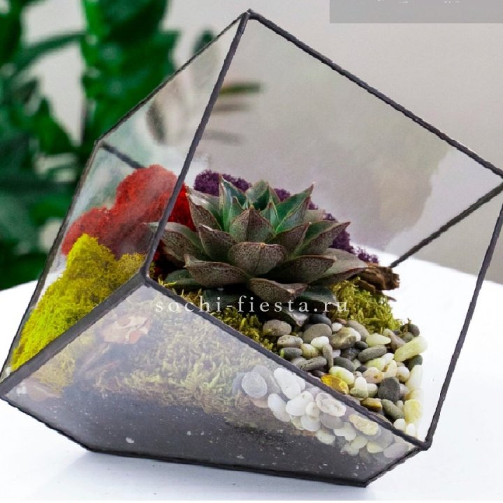 Флорариум Куб усеченный с суккулентом Каменная роза в Мурманске