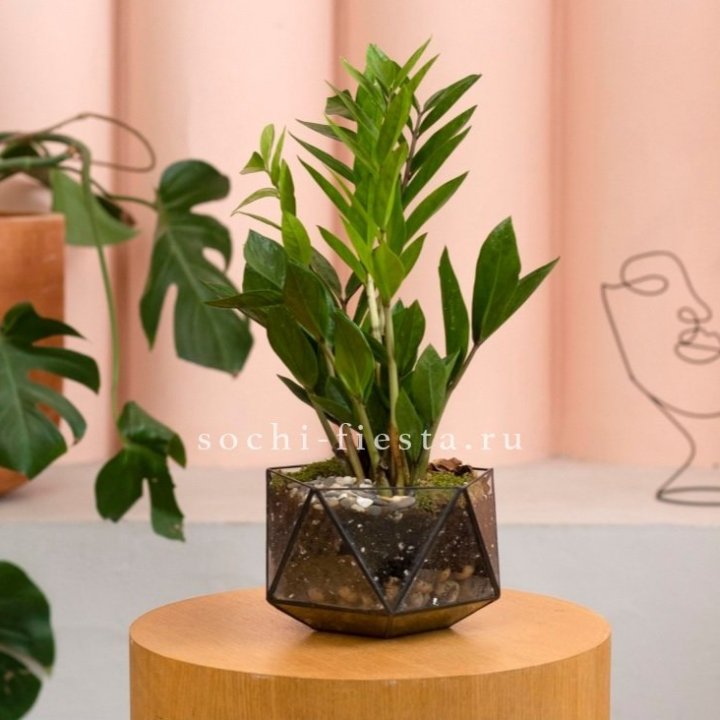 Замиокулькас в кашпо Икосаедр в Мурманске