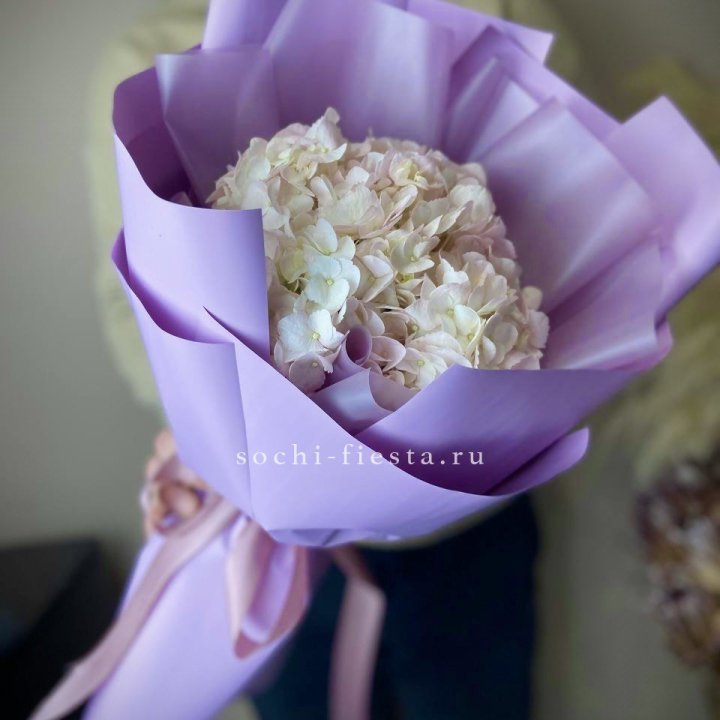 Гортензия розовая в Мурманске