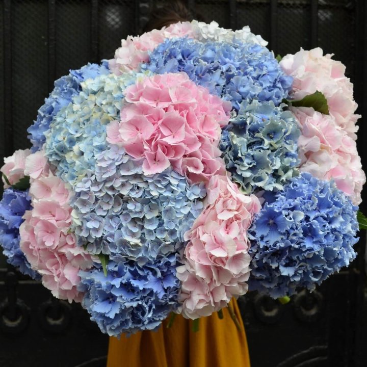 Букет гортензий "Фонтан" в Мурманске