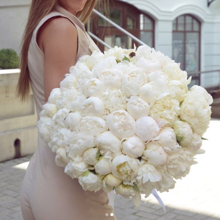 51 белый пион в Мурманске