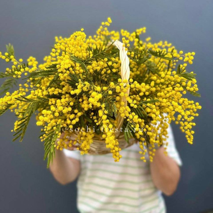 Весенняя корзина мимозы в Мурманске