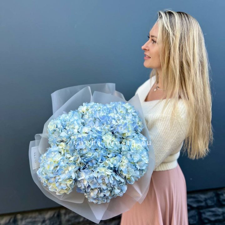 7 голубых гортензий в Мурманске