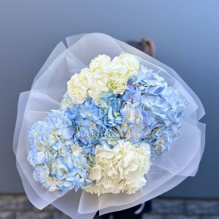 5 бело-голубых гортензий в Мурманске
