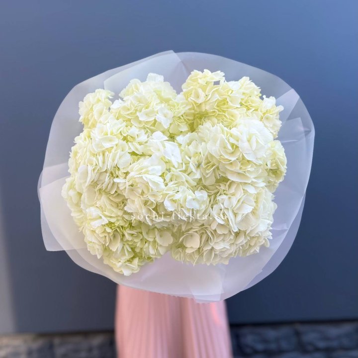 7 белых гортензий в Мурманске