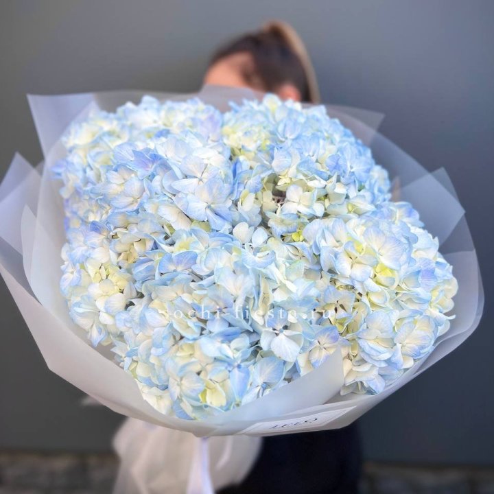 5 голубых гортензий в Мурманске