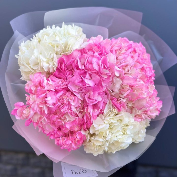 5 бело-розовых гортензий в Мурманске