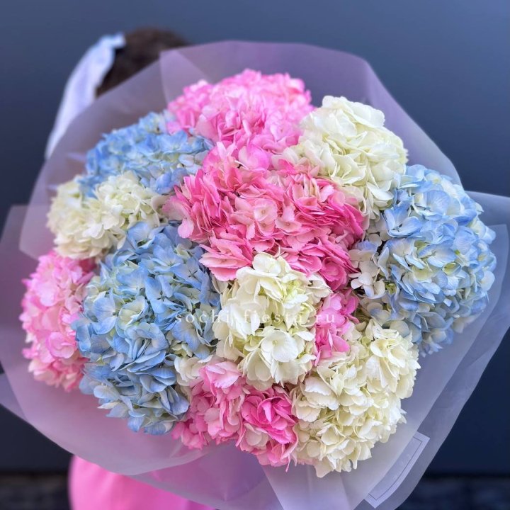 11 гортензий микс в Мурманске