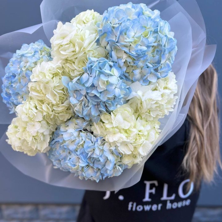 9 бело-голубых гортензий в Мурманске