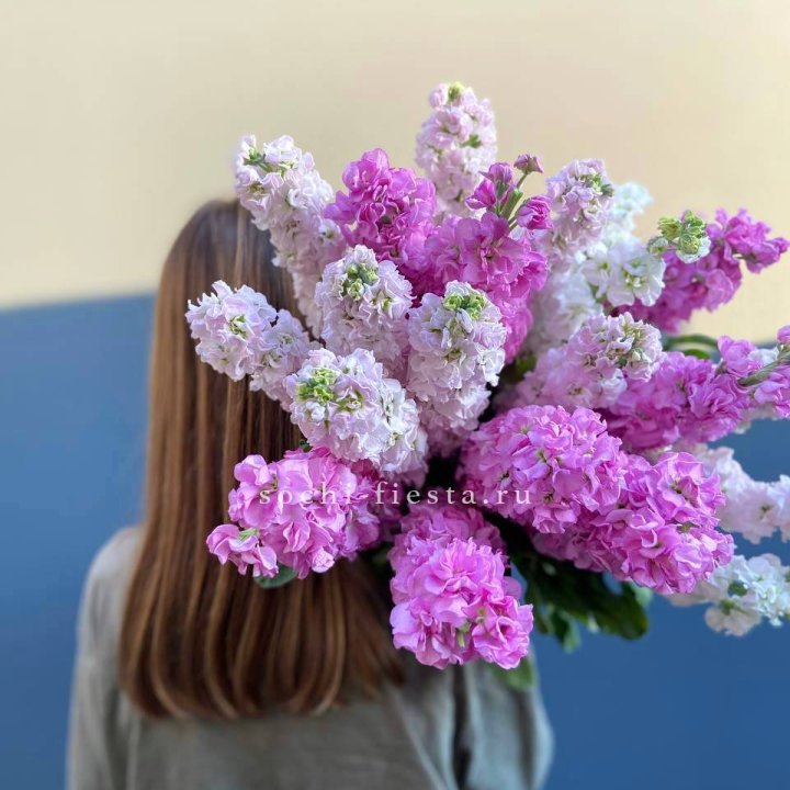 Охапка маттиолы в Мурманске