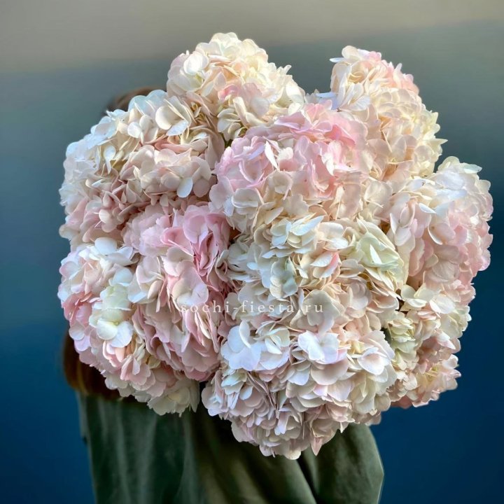 Охапка розовой гортензии в Мурманске