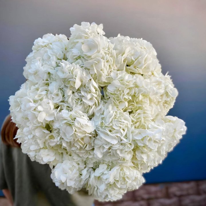 Охапка белой гортензии в Мурманске