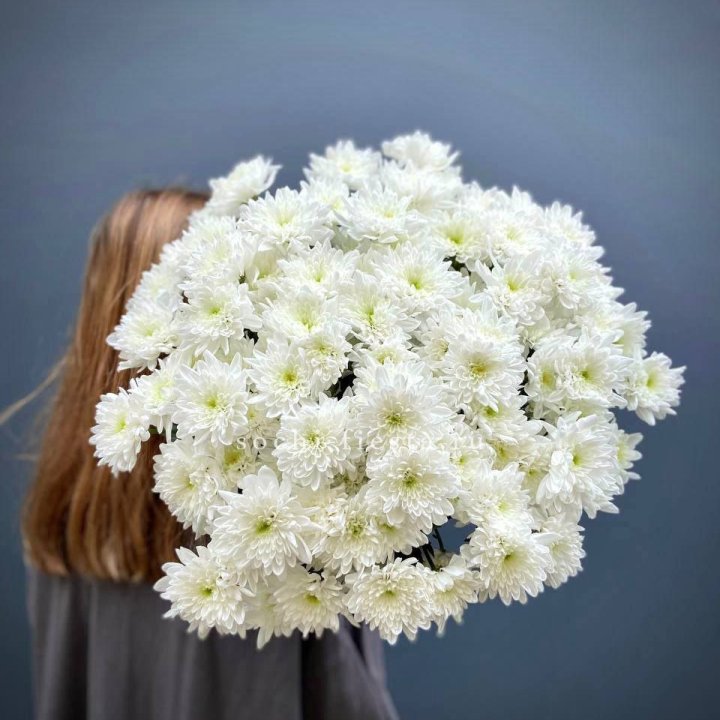 Охапка Хризантемы кустовой в Мурманске