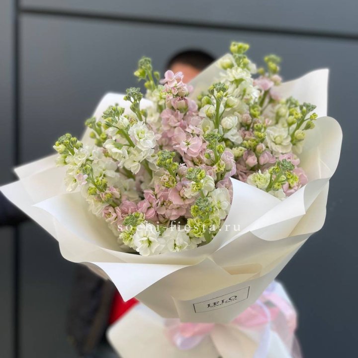 29 маттиол  в Мурманске