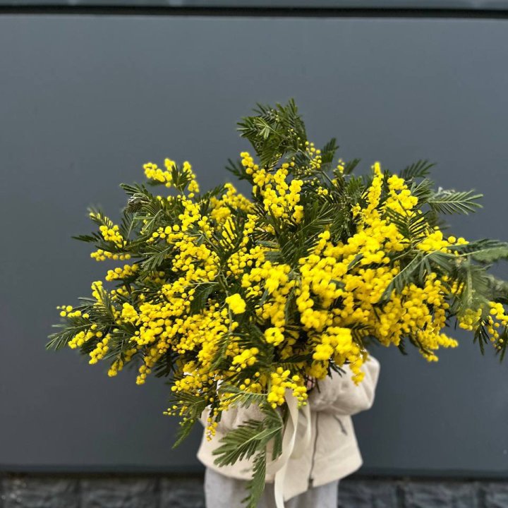 Охопка мимозы в Мурманске