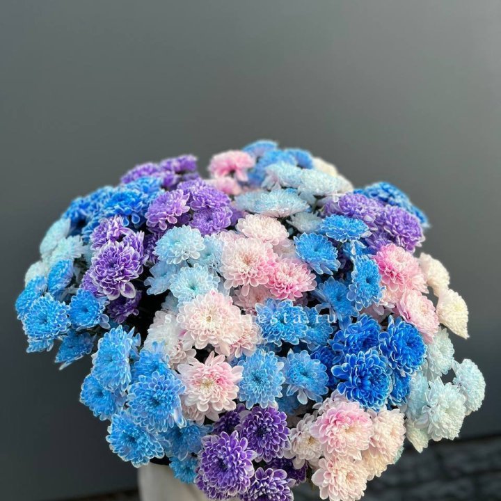 25 цветных хризантем в Мурманске