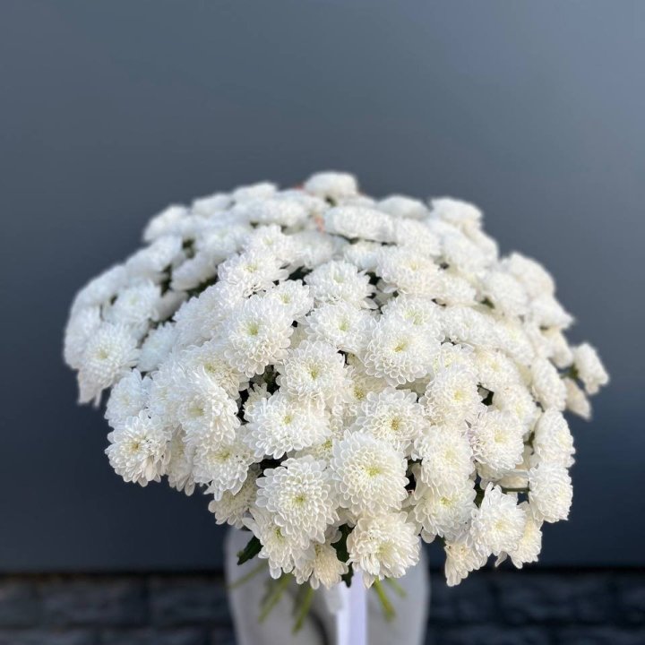  25 хризантем белых в Мурманске