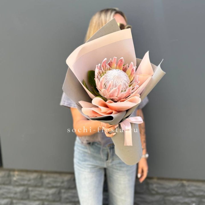 Протея мини  в Мурманске