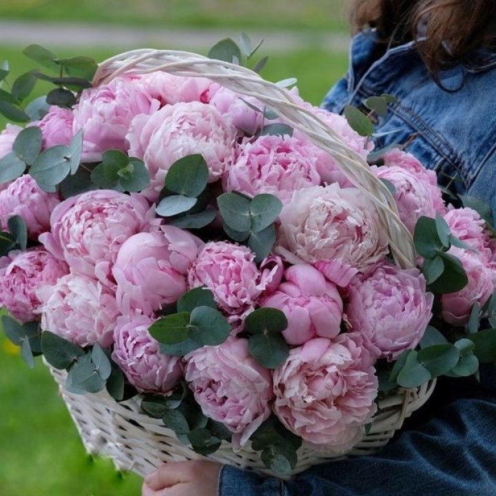 51 пион в корзине в Мурманске