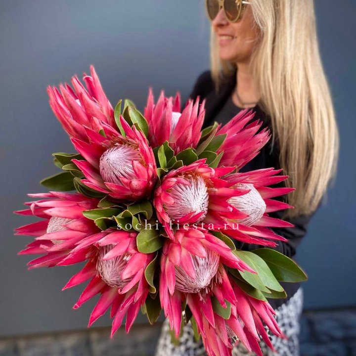 Протея штучно в Мурманске