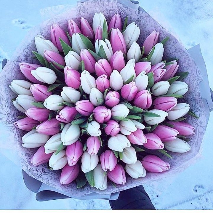 101 тюльпан "Лолипоп" в Мурманске