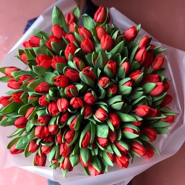 101 красный тюльпан в Мурманске